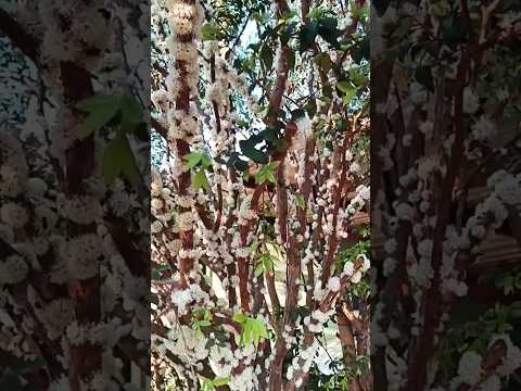 hj elas amanheceram lindas flores de  jaboticaba