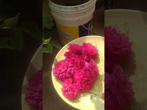 Harvesting Roses and Hibiscus #gardening #terracegarden #flowers