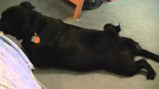 Snarfle the Pug! Draggin ma Junk!