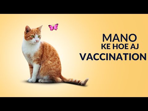 Mano ke Aj hoe vaccination 🥺🥺🥺#petlover #cats