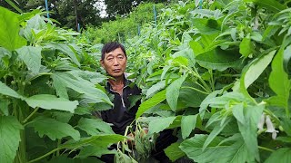 여기는 참깨밭입니다.  너무 잘 커서 끈을 더 매줘야 겠습니다.