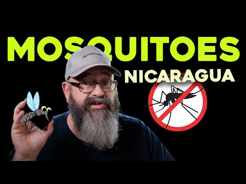 Mosquitos in Nicaragua 🇳🇮