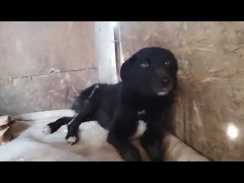 CIPRIAN - April 2024