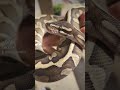 Growth updates on Toph, Tiaramisu & Ecstasy #ballpython #growthupdate #reptile #snake #foryou #pet