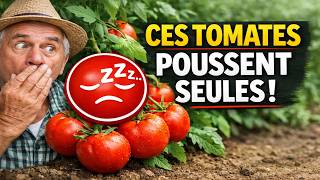 DES TOMATES POUR LES PARESSEUX ! 🤫 7 variétés qui poussent toutes seules : on plante et on oublie