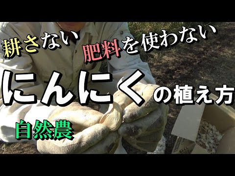 , title : '[自然農]　耕さない　肥料を使わない　にんにくの植え方'