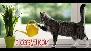 Приколы с котами с ОЗВУЧКОЙ – смешные животные и МЕМЫ 2018 от Domi Show