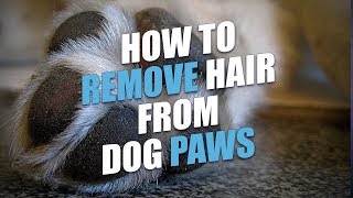How to Remove Hair from Dog Paws (The Easy Way)