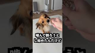 硬すぎる煎餅、あずきバーで本当に割れないのか #実験 #話題