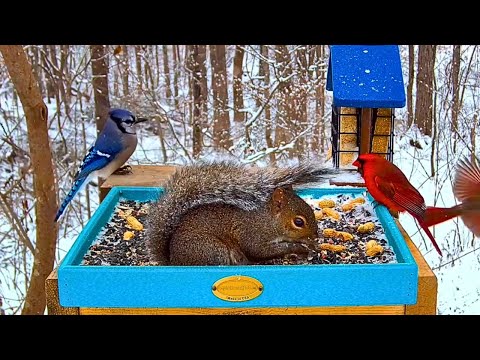 🔴SNOWY Bird Feeder 24/7 | ❄️Cardinals, Blue Jays & Squirrels ❄️