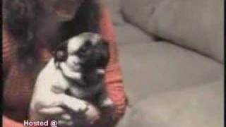 very excited pug