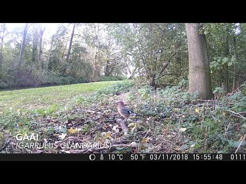 Wildcam zuiveringsstation De Put Nieuw Lekkerland