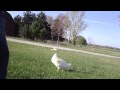 Duck Run....AWAY!! 