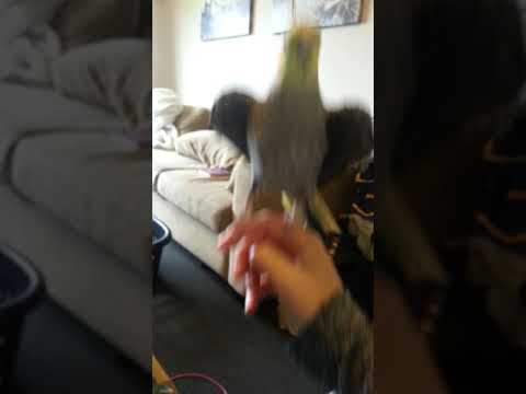 Charlie the Big Eagle