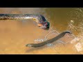 This Giant Python Will Die From An 860 Volt Electric Eel