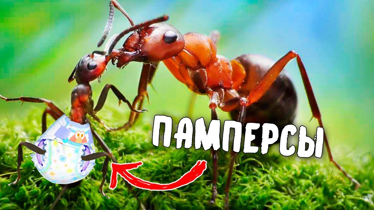 ДЕТСКИЙ САД МУРАВЬЕВ! КАК МУРАВЬИ НЯНЧАТ СВОИХ ДЕТЕЙ?