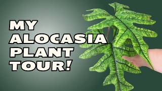 Revealing My Alocasia Plant Collection! Obsession Exposed!