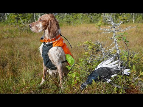 Skogsfugl og rypejakt