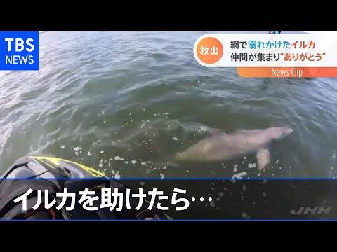 イルカのコミュニケーション