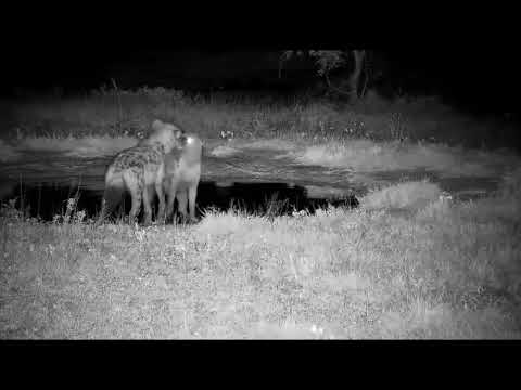 Djuma: Two Hyenas playing around the pan and in the road - 22:17 - 05/18/2022