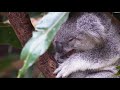 Wildlife Windows 7 Sample VDO