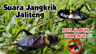 Download lagu Suara Jangkrik Pengusir Tikus Paling Ampuh | Tikus Langsung Kabur mp3