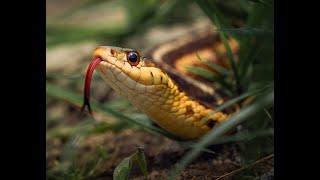 Guided Journey to Snake