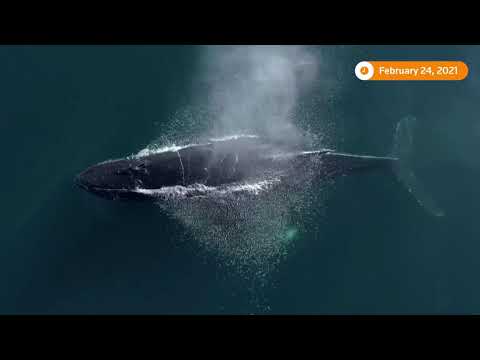 ザトウクジラ、米国沖のボートを「マグロ」に (Humpback whale 'mugs' boat off U.S. coast)