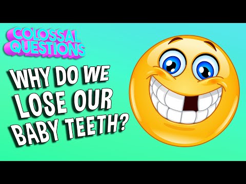 Why Do We Lose Our Baby Teeth? | COLOSSAL QUESTIONS
