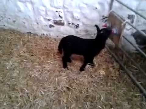 Cute, cute lamb