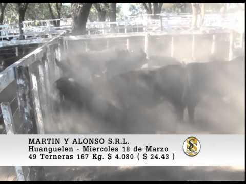 Venta de Hembras - Martin y Alonso S.R.L. - Huanguelen. 18-03-2015