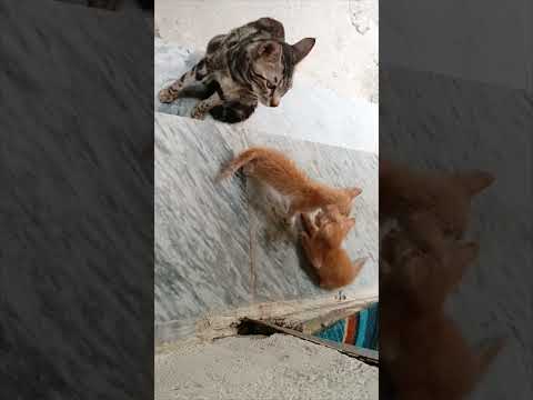 Dad Cat Always Protected Baby Kitten....