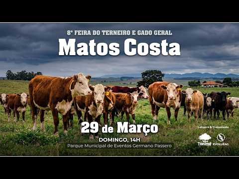 Leilão de Gado AO VIVO - Matos Costa, SC 29/03/2026 | Tarumã Remates