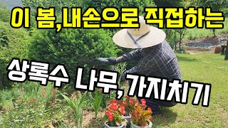 이 봄에 내손으로 직접하는 상록수나무 가지치기
