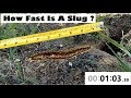 Slugs - How Fast Are They? Mini Documentary
