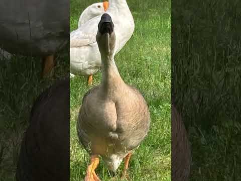 My momma goose #huckleberry #goose #geese #funny #trendy