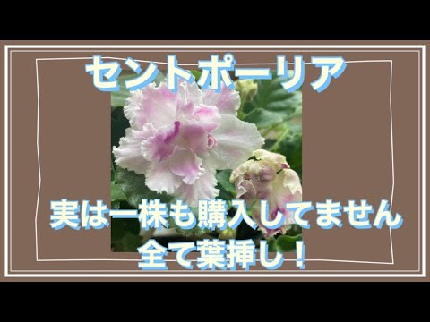 園芸 セントポーリアの葉から挿し木をする方法は?