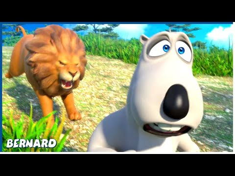 Photographer | Bernard | 110' Compilation