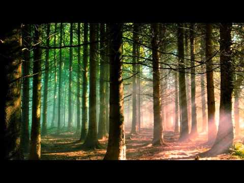 Blue Planet Corporation - A Forest Of Paradise