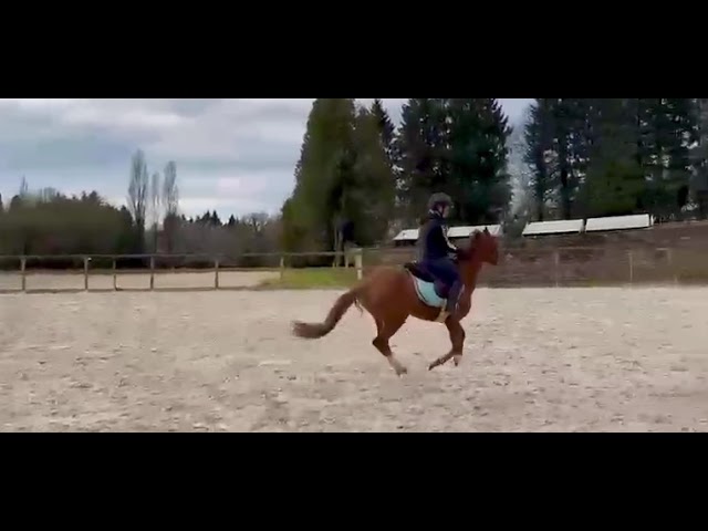 Ponette taille C Welsh part bred