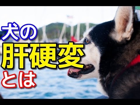 犬の肝硬変 - 原因、症状、治療法