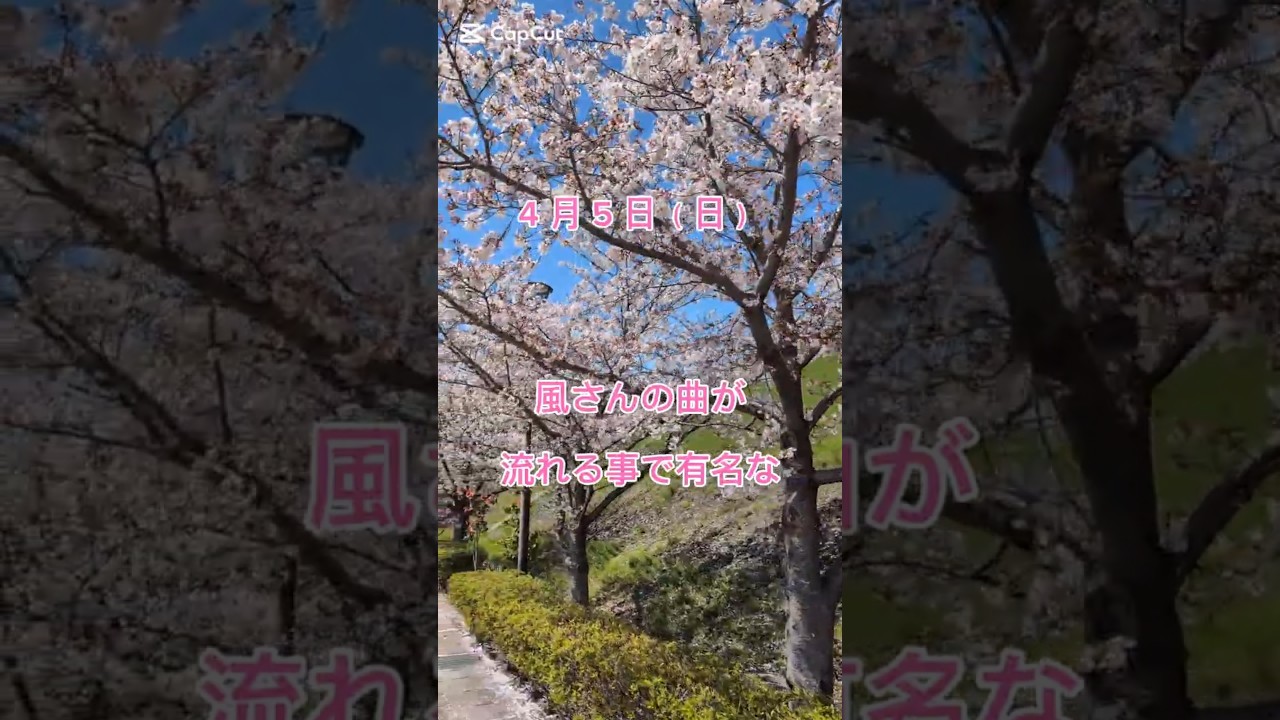 「藤井 風」４月５日 風さんの曲が流れる事で有名な里庄町のつばきの丘運動公園の桜は今🌸🌸🌸