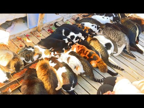 I visited Japan's most famous cat island 🐈🐈 Miyagi Tashiro Island (Tashirojima) | 猫島 / 田代島