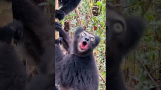 Download lagu Does anyone know what this animal is called? mp3