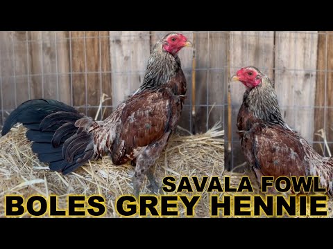 Boles Grey Hennie Dink Fair Sweater 💯 SAVALA FOWL Beautiful Birds California