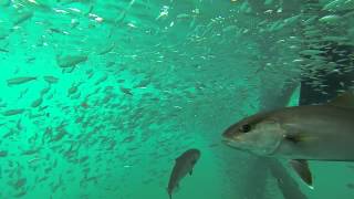 Little fish = Big fish