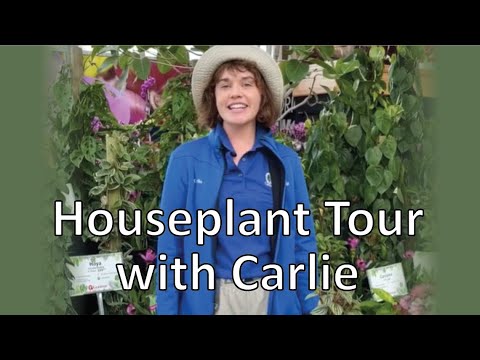 , title : 'Houseplants: From Easy Care to Rare! | Gertens Houseplant Expert'