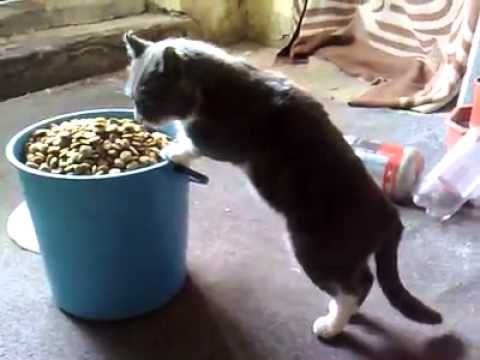 Гамена - Една кофа с котешки протеин (котката на Гамена)