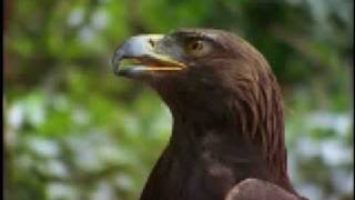 On the Wings of an Eagle Music Video