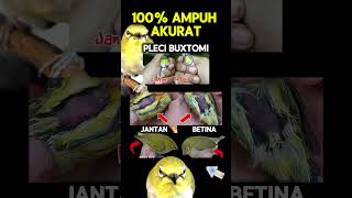 Download lagu Ciri ciri pleci buxtoni jantan dan betina 100% akurat #pleci #plecibuxtomi mp3 Download lagu Ciri ciri pleci buxtoni jantan dan betina 100% akurat #pleci #plecibuxtomi mp3
